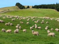 Schafherde  &ndash; &copy; Monika Cortese (Eberhardt TRAVEL)