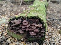 Kepler track  &ndash; &copy; Monika Cortese (Eberhardt TRAVEL)