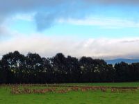 Hirschherde bei Mossburn, der „Hirschhauptstadt“ von NZ  &ndash; &copy; Monika Cortese (Eberhardt TRAVEL)