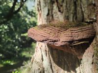 Pilze überall  &ndash; &copy; Monika Cortese (Eberhardt TRAVEL)