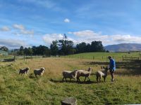 Vorführung Treiben von Schafen  &ndash; &copy; Monika Cortese (Eberhardt TRAVEL)