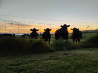 Landidylle bei Sonnenaufgang  &ndash; &copy; Monika Cortese (Eberhardt TRAVEL)