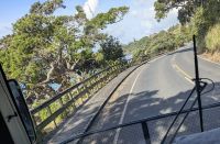 20260226_16 dieser Baum kann die Geschichte Neuseelands seit Kube erzählen.jpg &ndash; &copy; Michael Rass (Eberhardt TRAVEL)