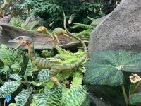 Die Dinosaurier Austellung im Dschungel Dom &ndash; &copy; Elisabeth Fox-Maerki (Eberhardt TRAVEL)