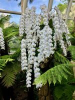 Hängende Rispen &ndash; &copy; Elisabeth Fox-Maerki (Eberhardt TRAVEL)