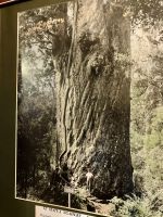 Die Riesen des Waldes…Kaori-|Baeume &ndash; &copy; Elisabeth Fox-Maerki (Eberhardt TRAVEL)