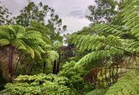 Urwald an der West Kueste &ndash; &copy; Elisabeth Fox-Maerki (Eberhardt TRAVEL)
