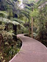 Im Kaori-Wald &ndash; &copy; Elisabeth Fox-Maerki (Eberhardt TRAVEL)