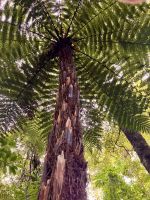 Der Silberfarn Baum &ndash; &copy; Elisabeth Fox-Maerki (Eberhardt TRAVEL)