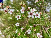 Die Manuka-Blume &ndash; &copy; Elisabeth Fox-Maerki (Eberhardt TRAVEL)