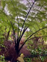 Farne wohin man schaut &ndash; &copy; Elisabeth Fox-Maerki (Eberhardt TRAVEL)
