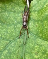 Heuschrecken artiges Rieseninsekt  &ndash; &copy; Elisabeth Fox-Maerki (Eberhardt TRAVEL)