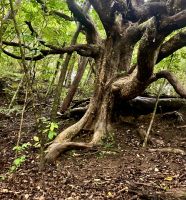 Im Dickicht &ndash; &copy; Elisabeth Fox-Maerki (Eberhardt TRAVEL)