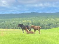 Wilde Pferde &ndash; &copy; Elisabeth Fox-Maerki (Eberhardt TRAVEL)