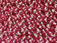 Rosen Rosen Rosen &ndash; &copy; Elisabeth Fox-Maerki (Eberhardt TRAVEL)