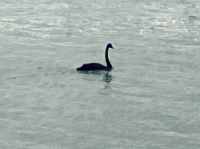 Der schwarze Schwan auf Lake Rotorua &ndash; &copy; Elisabeth Fox-Maerki (Eberhardt TRAVEL)