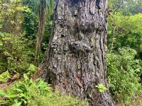 Tolle alte Baeume &ndash; &copy; Elisabeth Fox-Maerki (Eberhardt TRAVEL)