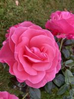 Im Rosengarten &ndash; &copy; Elisabeth Fox-Maerki (Eberhardt TRAVEL)