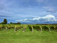 Rebberge von Marlborough &ndash; &copy; Elisabeth Fox-Maerki (Eberhardt TRAVEL)