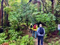 Durch den Urwald &ndash; &copy; Elisabeth Fox-Maerki (Eberhardt TRAVEL)