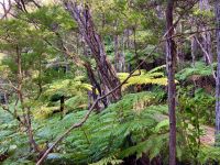 Urwald auf der Suedinsel im Tasman NP &ndash; &copy; Elisabeth Fox-Maerki (Eberhardt TRAVEL)