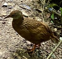 Ein Weka &ndash; &copy; Elisabeth Fox-Maerki (Eberhardt TRAVEL)