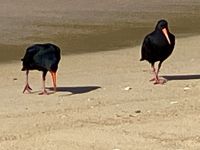 Koromiko oder Oyster catcher &ndash; &copy; Elisabeth Fox-Maerki (Eberhardt TRAVEL)