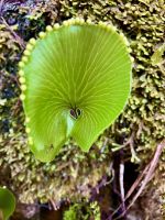 Das durchsichtige Farnblatt mit der Krone &ndash; &copy; Elisabeth Fox-Maerki (Eberhardt TRAVEL)