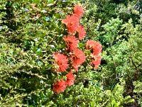 Eine bluehende Rankenpflanze im Urwald &ndash; &copy; Elisabeth Fox-Maerki (Eberhardt TRAVEL)