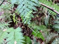 Dieser Farn gewährt gerade ein neues Pflaenzchen &ndash; &copy; Elisabeth Fox-Maerki (Eberhardt TRAVEL)