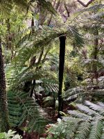 Das ist Kuestenurwald pur &ndash; &copy; Elisabeth Fox-Maerki (Eberhardt TRAVEL)