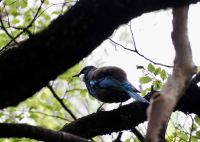 Der TUI, auch Eberhardt genannt ! &ndash; &copy; Elisabeth Fox-Maerki (Eberhardt TRAVEL)