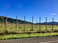 Hopfenanbau &ndash; &copy; Elisabeth Fox-Maerki (Eberhardt TRAVEL)