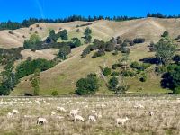 Schafe weiden &ndash; &copy; Elisabeth Fox-Maerki (Eberhardt TRAVEL)