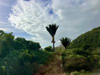 Die letzten richtigen Palmen &ndash; &copy; Elisabeth Fox-Maerki (Eberhardt TRAVEL)