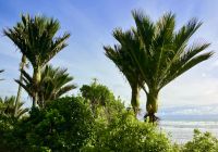 Palmen &ndash; &copy; Elisabeth Fox-Maerki (Eberhardt TRAVEL)