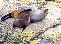 Die Seehundkolonie  &ndash; &copy; Elisabeth Fox-Maerki (Eberhardt TRAVEL)