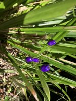 Die blauen Beeren &ndash; &copy; Elisabeth Fox-Maerki (Eberhardt TRAVEL)