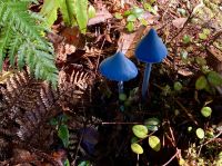 Schlumpfpilze  &ndash; &copy; Elisabeth Fox-Maerki (Eberhardt TRAVEL)