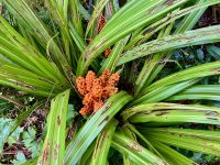 Hanfpflanze &ndash; &copy; Elisabeth Fox-Maerki (Eberhardt TRAVEL)