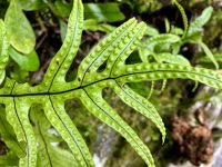 Sporen am Farn &ndash; &copy; Elisabeth Fox-Maerki (Eberhardt TRAVEL)