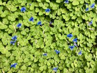 Blauer Klee &ndash; &copy; Elisabeth Fox-Maerki (Eberhardt TRAVEL)