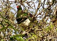 Fruchttaube &ndash; &copy; Elisabeth Fox-Maerki (Eberhardt TRAVEL)