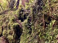 Der allerschönste Wald ist bloß 800 Meter lang &ndash; &copy; Elisabeth Fox-Maerki (Eberhardt TRAVEL)