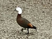 Stolzer Marschierer &ndash; &copy; Elisabeth Fox-Maerki (Eberhardt TRAVEL)