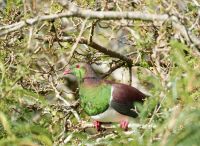 Fruchttaube &ndash; &copy; Elisabeth Fox-Maerki (Eberhardt TRAVEL)