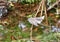 Faecherschwanzvogel &ndash; &copy; Elisabeth Fox-Maerki (Eberhardt TRAVEL)