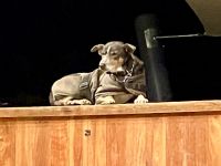 Ella die Schaeferhuendin &ndash; &copy; Elisabeth Fox-Maerki (Eberhardt TRAVEL)