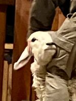 Ohhh ich werde gerade geschoren, sitze auf den komischen Schuhen &ndash; &copy; Elisabeth Fox-Maerki (Eberhardt TRAVEL)