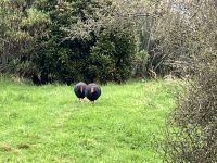 Herr und Frau Takahe &ndash; &copy; Elisabeth Fox-Maerki (Eberhardt TRAVEL)